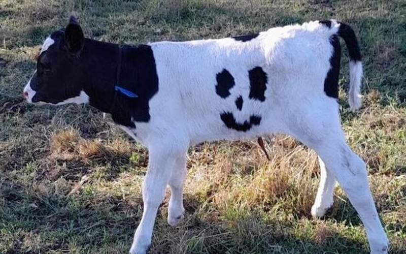 تولد گوساله‌ای با چهره لبخند بر بدنش! /فیلم