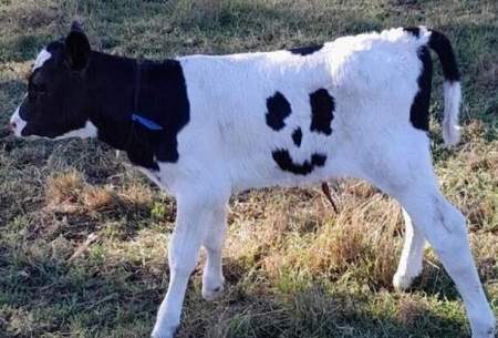 تولد گوساله‌ای با چهره لبخند بر بدنش! /فیلم