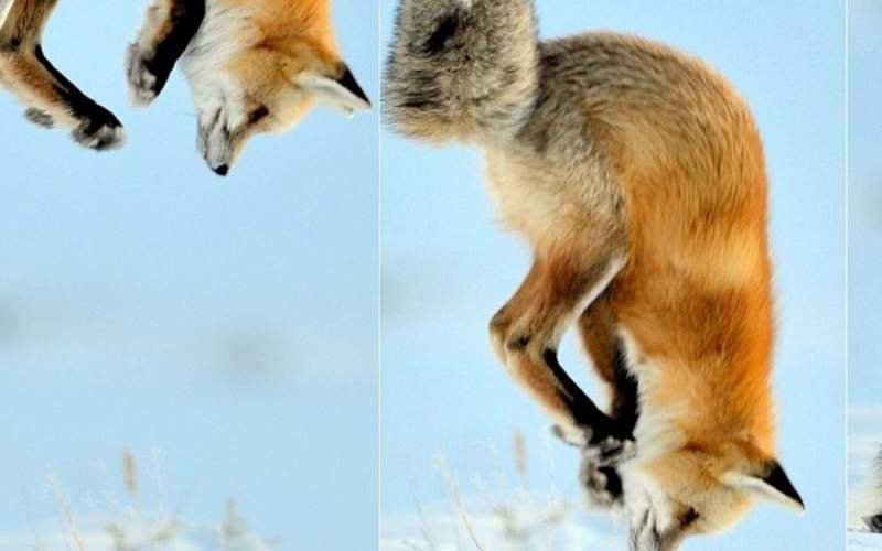 شیرجه زدن روباه قرمز در برف برای شکار موش