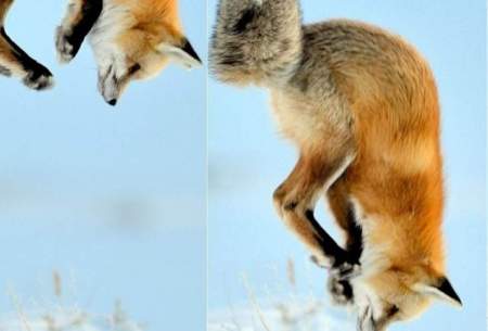 شیرجه زدن روباه قرمز در برف برای شکار موش