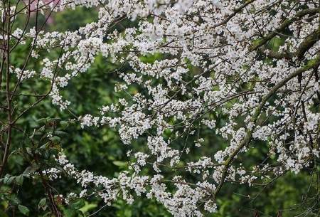 شکوفه‌های بهاری در روستا‌های کلاچای  