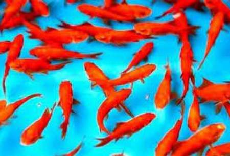 ماهی‌های قرمز را در حوض بوستانها رها نکنید