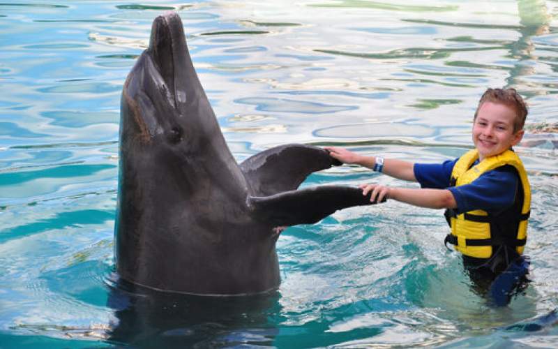 بازی جذاب و بامزه دلفین باهوش با پسربچه!