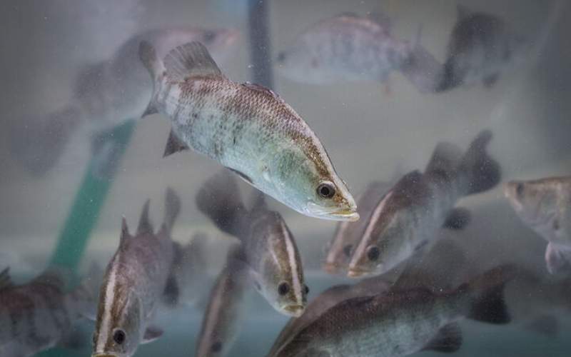 تولید ماهی پرورشی در کرمان افزایش می یابد