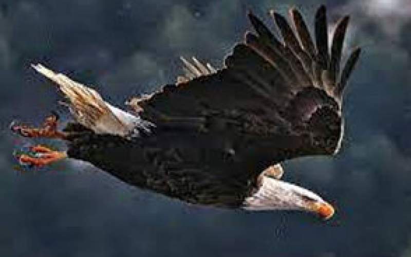 تجربه بی‌نظیر حس پرواز روی بال‌های یک عقاب