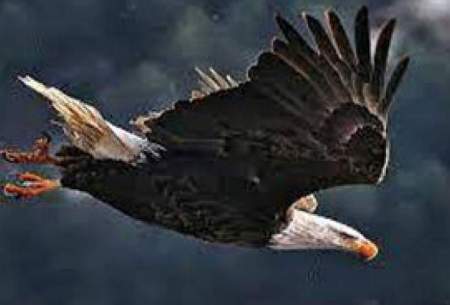 تجربه بی‌نظیر حس پرواز روی بال‌های یک عقاب
