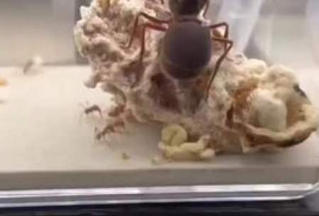 غول‌پیکرترین مورچه بر روی کره‌ زمین!