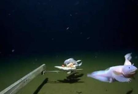 کشف یک ماهی عجیب در عمق ۸۳۳۶ متری