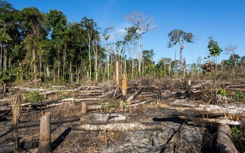 تصاویری از تخریب جنگل در ۱۰ ثانیه /فیلم