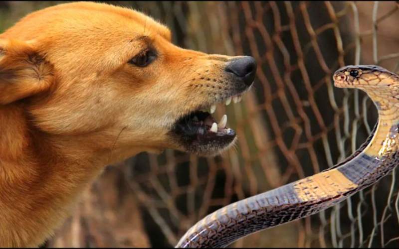 نیش خوردن سگ توسط مار در حین شکار/فیلم