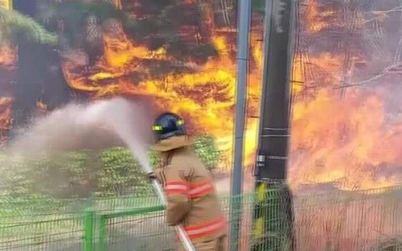 آتش سوزی در مناطق جنگلی کره جنوبی /فیلم