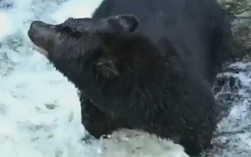 شکار ماهرانه ماهی توسط یک خرس سیاه