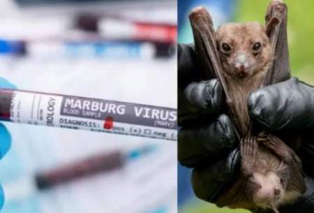 شیوع ویروس ماربورگ در دو کشور آفریقایی