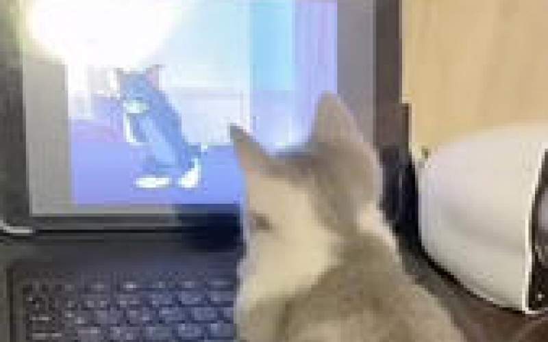 تماشای بامزه «تام و جری» توسط یک بچه گربه