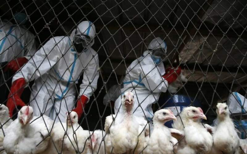 آنفلوآنزای پرندگان در چین قربانی گرفت