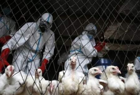 آنفلوآنزای پرندگان در چین قربانی گرفت