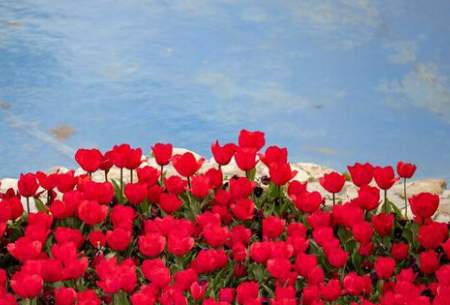 جشنواره گل‌های لاله در اراک  <img src="https://cdn.baharnews.ir/images/picture_icon.gif" width="16" height="13" border="0" align="top">