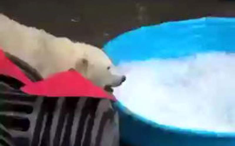واکنش جالب خرس قطبی بعد از دیدن یخ /فیلم