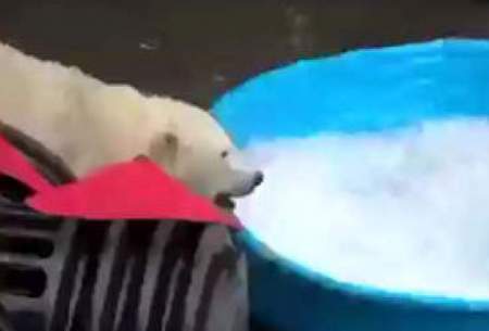 واکنش جالب خرس قطبی بعد از دیدن یخ /فیلم