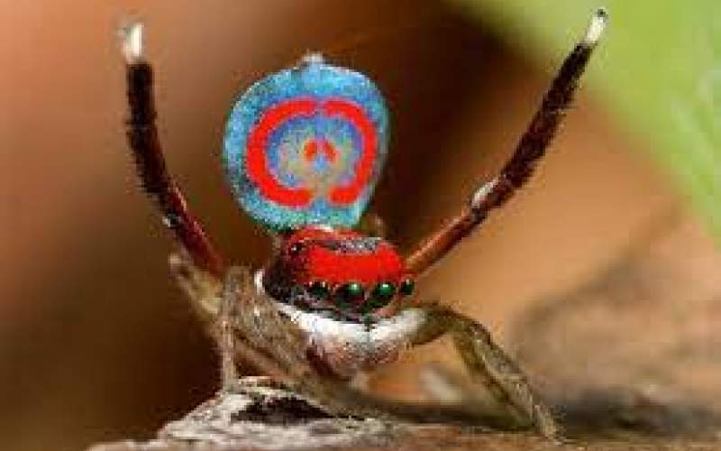 کشف عنکبوت رقصنده در استرالیا! /فیلم