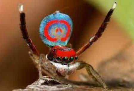 کشف عنکبوت رقصنده در استرالیا! /فیلم
