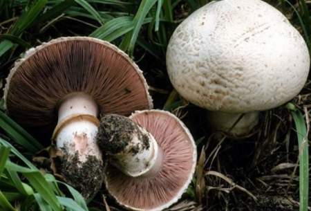 عوارض مسمومیت ناشی از قارچ های سمی