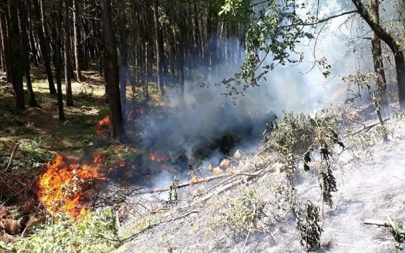 لزوم پیشگیری از آتش‌سوزی‌های جنگلی