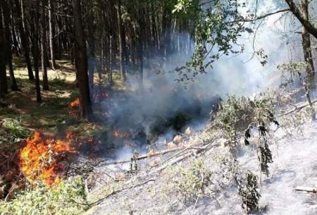 لزوم پیشگیری از آتش‌سوزی‌های جنگلی