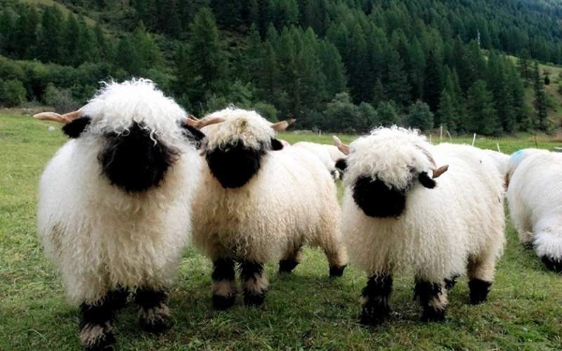 گوسفند پرطرفدار در سوئیس /فیلم