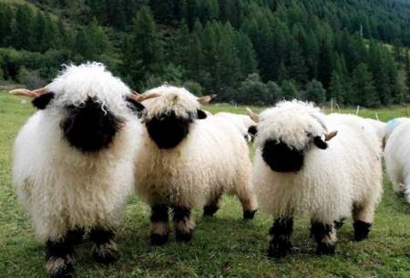 گوسفند پرطرفدار در سوئیس /فیلم