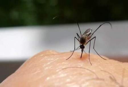۷ دلیلی که پشه‌ها به شما حمله می‌کنند