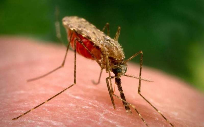 بیشترین موارد ابتلا به مالاریا در سراوان