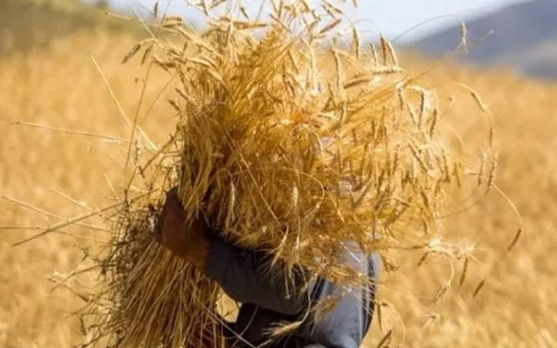 قیمت گندم افزایش می‌یابد؟