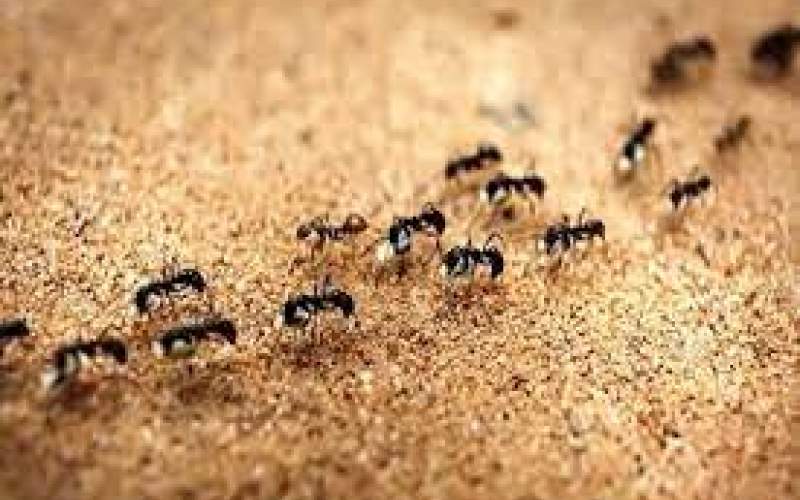 خودکشی مورچه‌ها در دایره بی‌پایان! /فیلم
