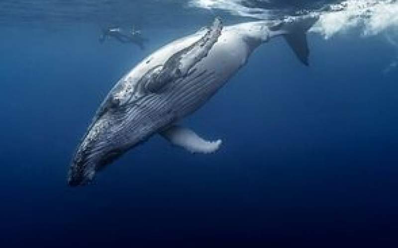 لحظه شکار هوشمندانه توسط نهنگ قاتل