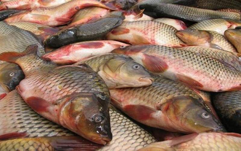 قیمت انواع ماهی ۴ اردیبهشت ۱۴۰۲/جدول