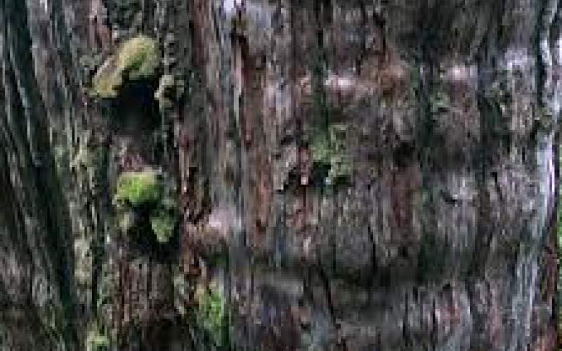 کشف کهن‌‌سال‌ترین درخت جهان/فیلم