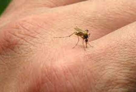 علایم و راههای انتقال مالاریا را بشناسید