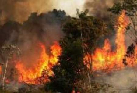 وقوع ۱۷۳ فقره آتش‌سوزی در تالاب‌های ایران