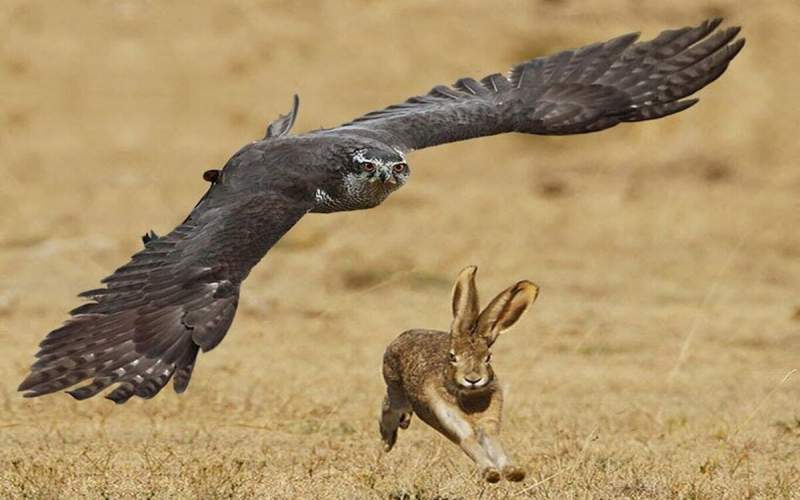 تعقیب و گریز هیجان انگیز از عقاب و خرگوش
