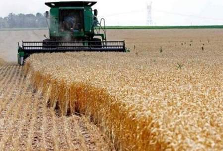 قیمت گندم تا چهارشنبه اعلام می‌شود