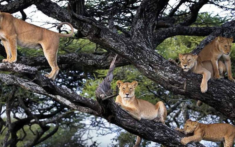 آیا شیر‌ها می‌توانند از درختان بالا بروند؟/فیلم