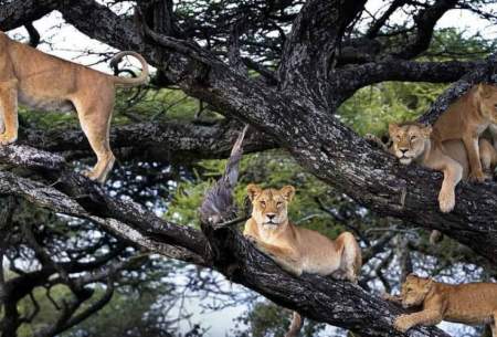 آیا شیر‌ها می‌توانند از درختان بالا بروند؟/فیلم