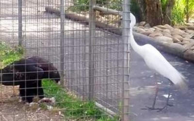 عقاب باهوش از داخل قفس هم شکار می‌کند