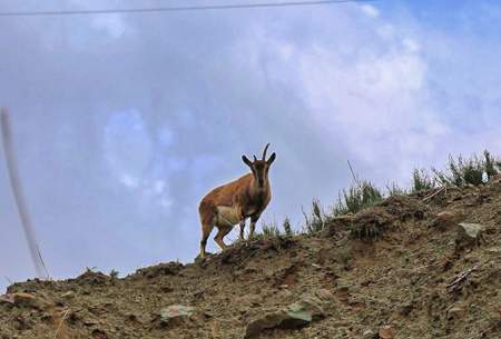 اولین «پارک سافاری» ایران  <img src="https://cdn.baharnews.ir/images/picture_icon.gif" width="16" height="13" border="0" align="top">