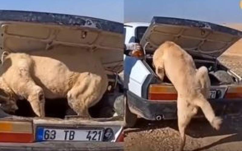 تلاش حیوانی شبیه شیر برای ورود به خودرو