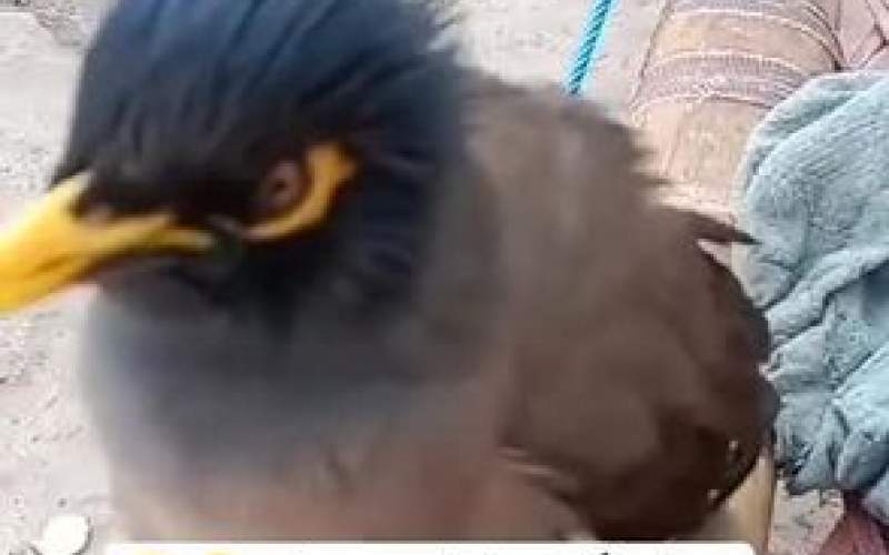 این پرنده عجیب صدای گریه نوزاد در می‌آورد