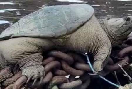 لاک‌پشت گازگیر عظیم‌الجثه در رودخانه شیکاگو