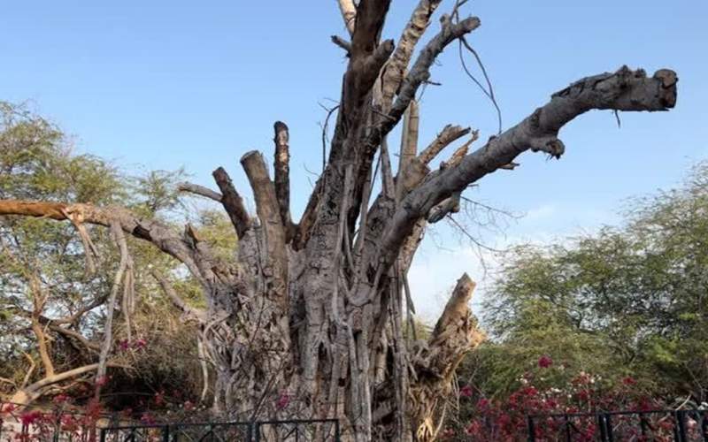 درخت انجیر معابد ۵۰۰ ساله کیش از بین رفت!