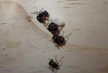 مورچه‌های حیرت‌انگیزی که خود را به مُردن می‌زنند